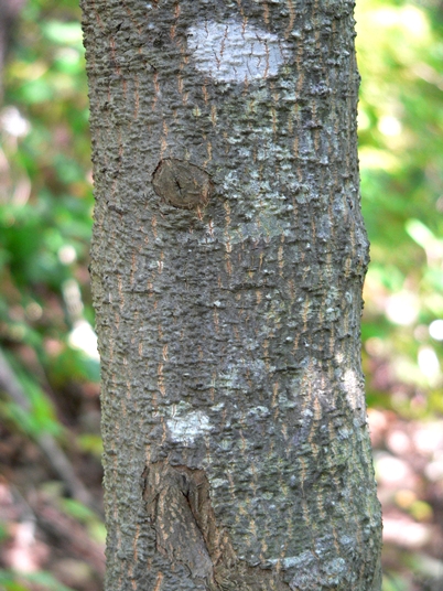 {Magnolia tripetala}